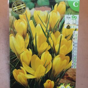 10-crocus-Geel-Jaune-2-Bulbes-fleuris-Jardi-Pradel-Jardinerie-Luchon