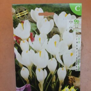 10-crocus-Jeanne-dArc-2-Bulbes-fleuris-Jardi-Pradel-Jardinerie-Luchon