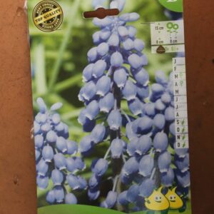10-muscari-Armeniacum-2-Bulbes-fleuris-Jardi-Pradel-Jardinerie-Luchon