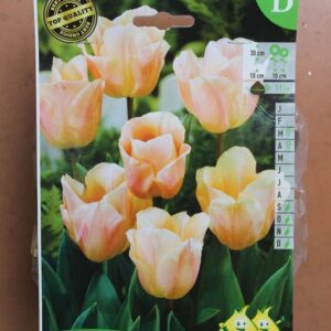 10-tulipes-Abricot-Beauty-2-Bulbes-fleuris-Jardi-Pradel-Jardinerie-Luchon