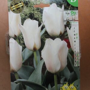 10-tulipes-Albion-Star-2-Bulbes-fleuris-Jardi-Pradel-Jardinerie-Luchon