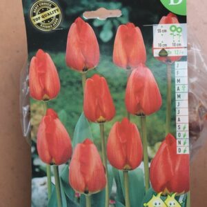 10-tulipes-Apeldoorn-2-Bulbes-fleuris-Jardi-Pradel-Jardinerie-Luchon
