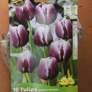 10-tulipes-Arabian-Mistery-2-Bulbes-fleuris-Jardi-Pradel-Jardinerie-Luchon