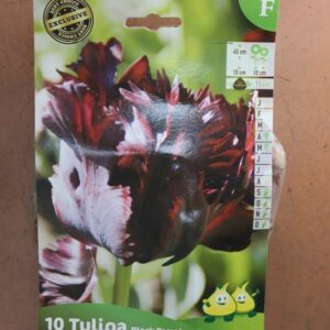 10-tulipes-Black-Parrot-2-Bulbes-fleuris-Jardi-Pradel-Jardinerie-Luchon