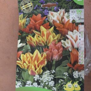 10-tulipes-Bouquet-melange-2-Bulbes-fleuris-Jardi-Pradel-Jardinerie-Luchon