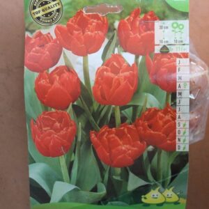 10-tulipes-Carlton-2-Bulbes-fleuris-Jardi-Pradel-Jardinerie-Luchon