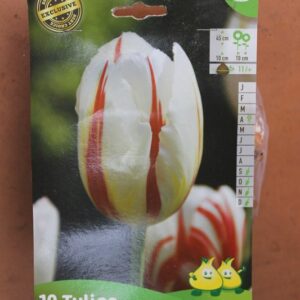 10-tulipes-Carnaval-de-Rio-2-Bulbes-fleuris-Jardi-Pradel-Jardinerie-Luchon