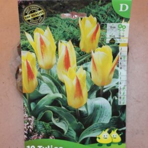 10-tulipes-Chopin-2-Bulbes-fleuris-Jardi-Pradel-Jardinerie-Luchon