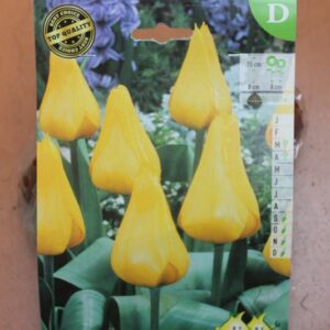 10-tulipes-Cold-West-2-Bulbes-fleuris-Jardi-Pradel-Jardinerie-Luchon