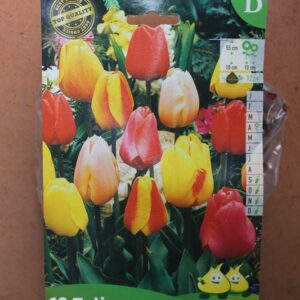 10-tulipes-Darwin-melange-2-Bulbes-fleuris-Jardi-Pradel-Jardinerie-Luchon