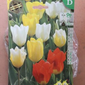10-tulipes-Fosty-melange-2-Bulbes-fleuris-Jardi-Pradel-Jardinerie-Luchon
