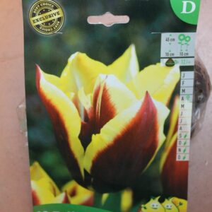 10-tulipes-Gavota-Bulbes-fleuris-Jardi-Pradel-Jardinerie-Luchon