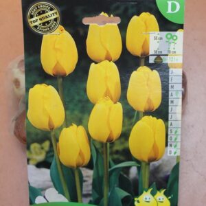 10-tulipes-Golden-Apeldoorn-2-Bulbes-fleuris-Jardi-Pradel-Jardinerie-Luchon