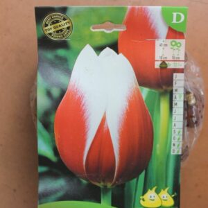 10-tulipes-Leen-Van-der-Mark-2-Bulbes-fleuris-Jardi-Pradel-Jardinerie-Luchon