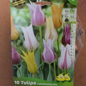 10-tulipes-Leliebloemig-melange-2-Bulbes-fleuris-Jardi-Pradel-Jardinerie-Luchon