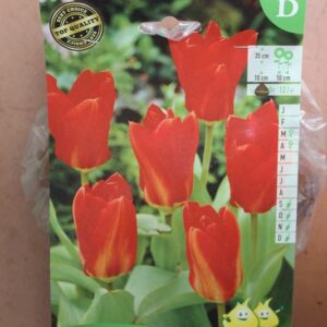 10-tulipes-Mad-Lefevre-2-Bulbes-fleuris-Jardi-Pradel-Jardinerie-Luchon