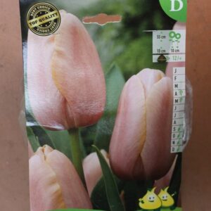 10-tulipes-Menton-2-Bulbes-fleuris-Jardi-Pradel-Jardinerie-Luchon