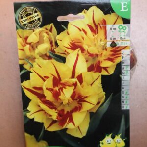 10-tulipes-Monsella-2-Bulbes-fleuris-Jardi-Pradel-Jardinerie-Luchon
