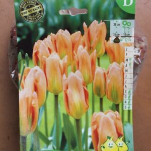 10-tulipes-Orange-Emperor-2-Bulbes-fleuris-Jardi-Pradel-Jardinerie-Luchon