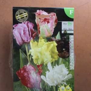 10-tulipes-Parrot-melange-2-Bulbes-fleuris-Jardi-Pradel-Jardinerie-Luchon