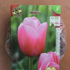 10-tulipes-Pink-Impression-2-Bulbes-fleuris-Jardi-Pradel-Jardinerie-Luchon