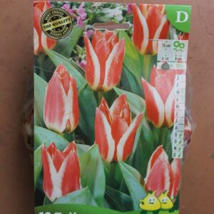 10-tulipes-Pinocchio-2-Bulbes-fleuris-Jardi-Pradel-Jardinerie-Luchon