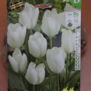 10-tulipes-Purissima-2-Bulbes-fleuris-Jardi-Pradel-Jardinerie-Luchon