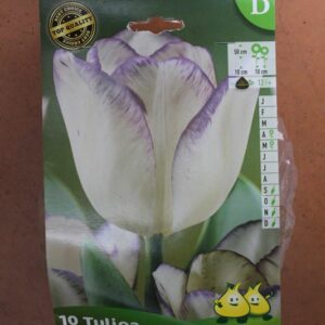 10-tulipes-Shirley-2-Bulbes-fleuris-Jardi-Pradel-Jardinerie-Luchon