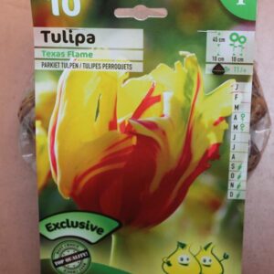 10-tulipes-Texas-Flame-2-Bulbes-fleuris-Jardi-Pradel-Jardinerie-Luchon
