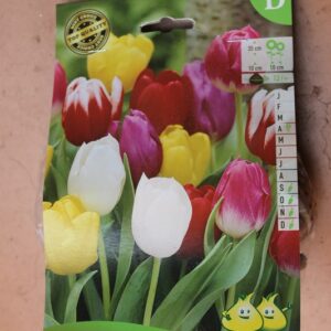 10-tulipes-Triumph-Mix-1-Bulbes-fleuris-Jardi-Pradel-Jardinerie-Luchon