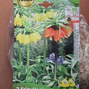 2-fritullaria-melange-2-Bulbes-fleuris-Jardi-Pradel-Jardinerie-Luchon