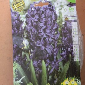 3-Hyacinthes-Kronos-2-Bulbes-fleuris-Jardi-Pradel-Jardinerie-Luchon