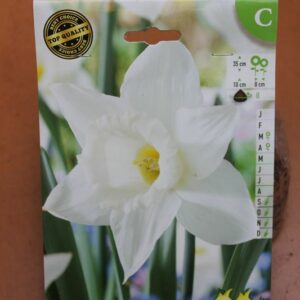 4-narcisses-Mount-Hood-2-Bulbes-fleuris-Jardi-Pradel-Jardinerie-Luchon