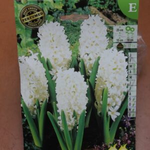 5-jacinthes-Carnegie-2-Bulbes-fleuris-Jardi-Pradel-Jardinerie-Luchon