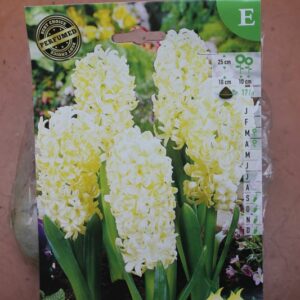 5-jacinthes-City-of-Haarlem-2-Bulbes-fleuris-Jardi-Pradel-Jardinerie-Luchon