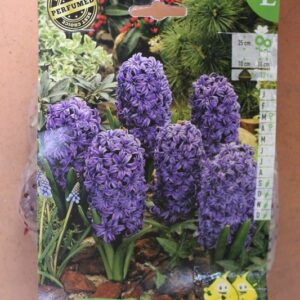 5-jacinthes-Delft-Blue-2-Bulbes-fleuris-Jardi-Pradel-Jardinerie-Luchon