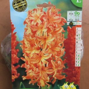 5-jacinthes-Gipsy-Queen-2-Bulbes-fleuris-Jardi-Pradel-Jardinerie-Luchon