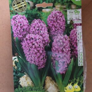 5-jacinthes-Violet-Anna-Lisa-2-Bulbes-fleuris-Jardi-Pradel-Jardinerie-Luchon