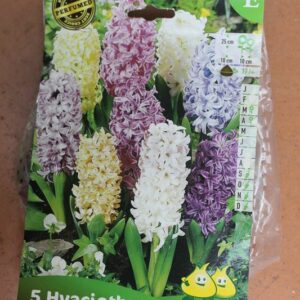 5-jacinthes-melange-pastel-2-Bulbes-fleuris-Jardi-Pradel-Jardinerie-Luchon