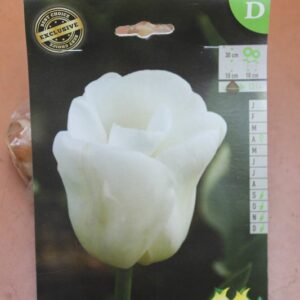 7-tulipes-Calgary-2-Bulbes-fleuris-Jardi-Pradel-Jardinerie-Luchon