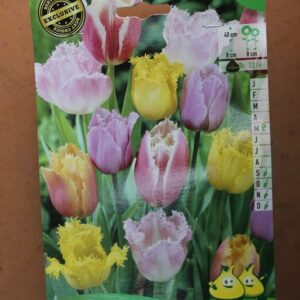 7-tulipes-Dentelles-melange-2-Bulbes-fleuris-Jardi-Pradel-Jardinerie-Luchon