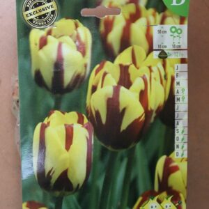 7-tulipes-Helmar-2-Bulbes-fleuris-Jardi-Pradel-Jardinerie-Luchon