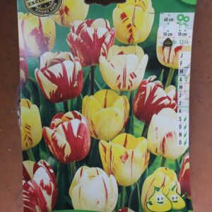 7-tulipes-Rembrandt-melange-2-Bulbes-fleuris-Jardi-Pradel-Jardinerie-Luchon