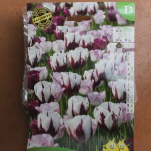 7-tulipes-Zurel-melange-2-Bulbes-fleuris-Jardi-Pradel-Jardinerie-Luchon