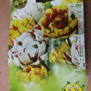 8-Tulipes-Carnaval-de-Nice-G-Nizza-3-Bulbes-fleuris-Jardi-Pradel-Jardinerie-Luchon