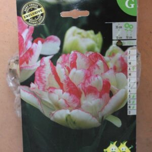 8-tulipes-Cartouche-2-Bulbes-fleuris-Jardi-Pradel-Jardinerie-Luchon