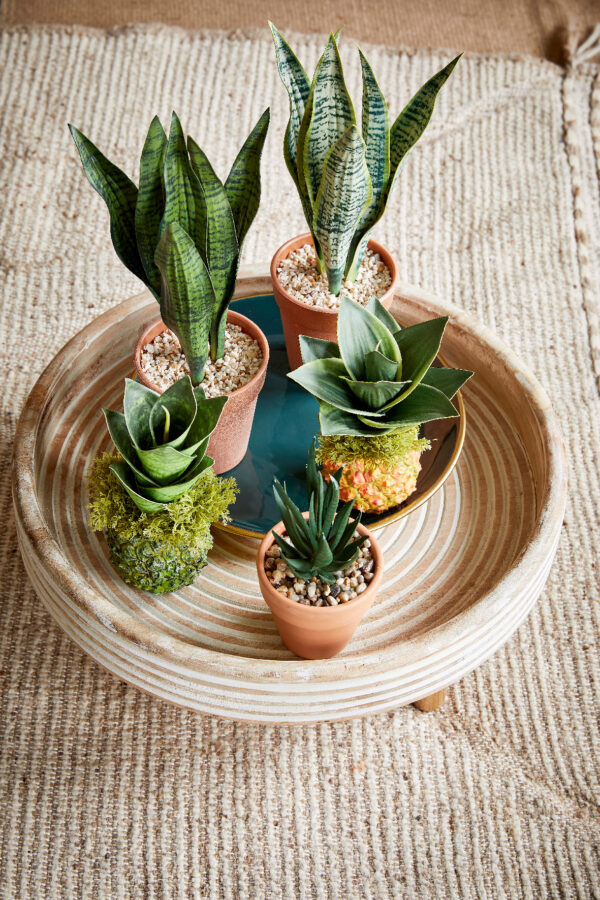 Plante-sanseviere-en-pot-13cm-pe-4-Decoration-Jardi-Pradel-Jardinerie-a-Bagneres-de-Luchon