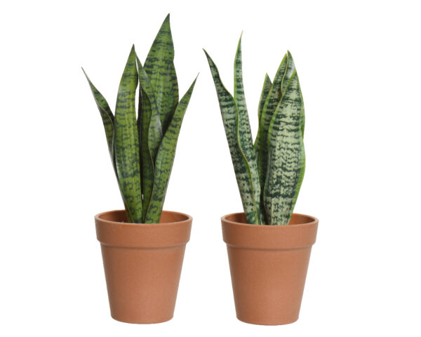Plante-sanseviere-en-pot-13cm-pe-Decoration-Jardi-Pradel-Jardinerie-a-Bagneres-de-Luchon