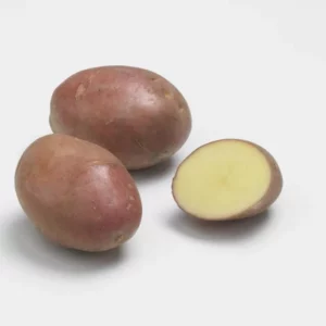 Desiree-Pomme-de-terre-Jardi-Pradel-Jardinerie-Luchon