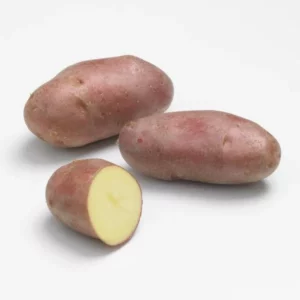 Franceline-Pomme-de-terre-Jardi-Pradel-Jardinerie-Luchon